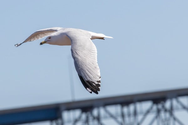 Gull at Interstate Island